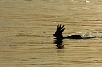 Roe Deer (Capreolus capreolus) silhouetted swimming across River Allier, France, February.