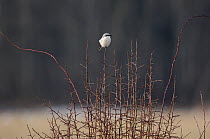 Great Grey Shrike (Lanius excubitor) perched in bush,  Vosges, France, February.
