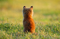 Young Red fox (Vulpes vulpes) sitting, rear view, Vosges, France, May.