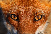 Close-up portrait of a Red Fox (Vulpes vulpes). Vosges, France, June. Not available for ringtone/wallpaper use.