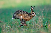 Hare (Lepus europaeus) running. Vosges, France, April.