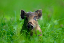 Young Wild Boar (Sus scrofa) sitting in grass. Vosges, France, July.