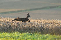 Roe Deer (Capreolus capreolus) male running through cereal crop. Vosges, France, July.