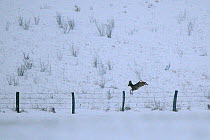Roe Deer (Capreolus capreolus) jumping over  barbed wire fence in snow. Vosges, France, January.