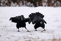 Two Rooks (Corvus frugilegus) posturing on snow. Vosges, France, January.