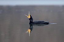 Great Cormorant (Phalacrocorax carbo) gaping on water. River Allier, France, December.