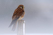 Kestrel (Falco tinnunculus) perched on a post. Vosges, France, February.