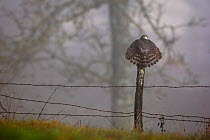 Eurasian Sparrowhawk (Accipiter nisus) rear view perching on fence post with tail feathers spread. Vosges, France, January.