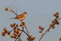 Common Whitethroat (Sylvia communis) calling. Vosges, France, May.