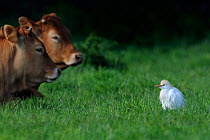 Western Cattle Egret (Bubulcus ibis) in a field by domestic cattle. River Allier, France, May.