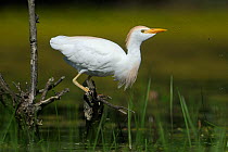 Western Cattle Egret (Bubulcus ibis) by River Allier, France, July.
