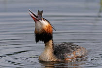 Great Crested Grebe (Podiceps cristatus) swallowing  fish. Vosges, France, May.