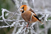 Hawfinch (Coccothraustes coccothraustes) perched in frosty branches. Vosges, France, January.