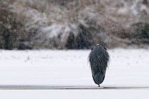 Grey Heron (Ardea cinerea) rear view huddling up for warmth in snow. Vosges, France, January.