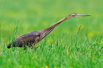 Purple Heron (Ardea purpurea) stalking rodent prey in grass. River Allier, France, May. Sequence 1/2