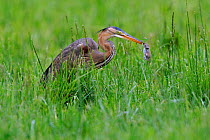 Purple Heron, (Ardea purpurea) with rodent prey in beak. River Allier, France, May. Sequence 2/2
