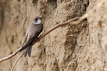 Sand Martin (Riparia riparia) perched nest to sand bank, River Allier, France, July.