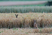 Hares (Lepus europaeus) on farmland, one with ears visible above the crop. Vosges, France, July.