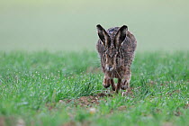 Hare (Lepus europaeus) running, Vosges, France, April.