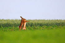 Hares (Lepus europaeus) fighting in a field. Vosges, France, June.