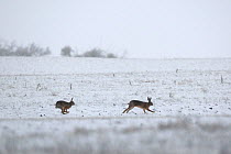 Hares (Lepus europaeus) running across a snowy field. Vosges, France, January.