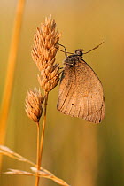 Meadow Brown butterfly (Maniola jurtina) on grass seeds. Vosges, France, July.