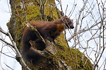 Pine Marten (Martes martes) up a tree. The hole beneath it is its daytime den. Vosges, France, April.