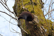 Pine Marten (Martes martes) entering  hole in  tree, its daytime den. Vosges, France, April.