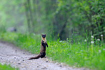 Pine Marten (Martes martes)  standing on hind legs. Vosges, France, May.