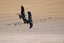 Two Black Kites (Milvus migrans) in flight. Vosges, France, April.