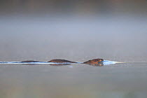 Muskrat (Ondatra zibethicus) at water surface. River Allier, France, April.