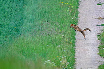 Red Fox (Vulpes vulpes) leaping from path to long grass. Vosges, France, May. Hunting sequence 1 of 3.
