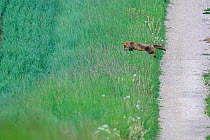 Red Fox (Vulpes vulpes) jumping from path to long grass. Vosges, France, May. Hunting sequence 2 of 3.