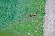 Red Fox (Vulpes vulpes) jumping from path to long grass. Vosges, France, May. Hunting sequence 3 of 3.