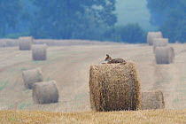 Red Fox (Vulpes vulpes) resting  on  straw bale in field. Vosges, France, July.
