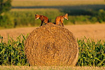 Young Red Foxes (Vulpes vulpes) sitting back to back on a hay bale in a field. Vosges, France, August.