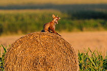 Red Fox (Vulpes vulpes) yawning while sitting on a hay bale in field. Vosges, France, August.