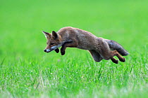 Red Fox (Vulpes vulpes) pouncing in grass. Vosges, France, July.