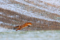 Red Fox (Vulpes vulpes) pouncing in snowy field. Vosges, France, December.
