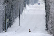 Red Fox (Vulpes vulpes) sitting in middle of  snow covered road as a car approaches. Vosges, France, December.