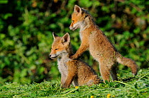 Young Red Foxcubs (Vulpes vulpes) playing on grass. Vosges, France, May.