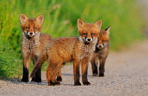 Young Red Fox cubs (Vulpes vulpes) looking towards the photographer.  Vosges, France, May.