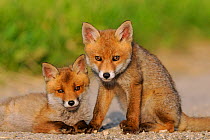 Portrait of two young Red Fox cubs (Vulpes vulpes). Vosges, France, June.