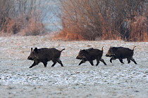 Wild Boar (Sus scrofa) family walking across frosty field. Vosges, France, January.