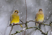 Two European Greenfinch (Carduelis chloris) perched  in snow. Vosges, France, December.