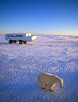 Male Polar Bear (Ursus maritimus) in sub-arctic with Tundra Buggy in the background, Wapusk NP, Hudson Bay, Manitoba, Canada, December 2004