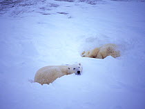 Male Polar bears (Ursus maritimus) two asleep in day snow beds, Wapusk National Park, Churchill, Manitoba, Canada, December 2004
