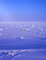 Female Polar bear (Ursus maritimus) on frozen sea ice, Wapusk National Park, Hudson Bay, Manitoba, Canada, December 2004