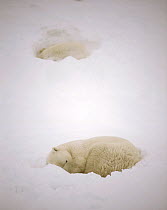 Polar bears (Ursus maritimus) sleeping in snow bed, Wapusk National Park, Churchill, Manitoba, Canada, December 2004