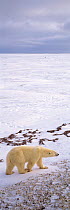 Polar bear (Ursus maritimus) in arctic landscape, Wapusk National Park, Churchill, Manitoba, Canada, December 2004